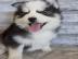 Gesunde, zu Hause aufgezogene Pomsky-Wel