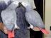 m�nnlicher und weiblicher Graupapagei