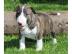 Miniatur Bullterrier welpen mit VDH/GBF