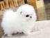 Kostenlos Zwergspitz Pomeranian