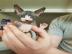 Sphynx Sphynx K�tzchen s��e Super