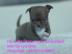 s��e MINI chihuahua welpen mit Papieren