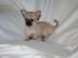 Super s��e mini chihuahua welpen mit pap