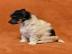 Chinesischer Schopfhund/Chinese crested