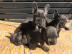 Franz�sische-Bulldoggen welpen