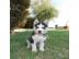 Siberian Husky-Weibchen