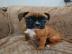 Sch?ne KC registrierte Boxerwelpen zu ve