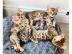 ben Kitten mit Stammbaum suchen neues Zu