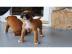 Boxer Welpen suchen neues Zuhause