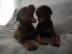 Dobermannwelpen
