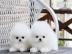 Reinrassige Pomeranian-Zwergspitz welpen