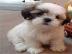 Shih Tzu Welpen whatsapp Nummer +4365048