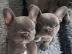Franz�sische bulldoggen welpen