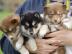 Pomsky Welpen