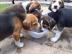 Beagle Welpen mit Papiere suchen ein zuh