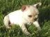 Franz�sische Bulldogge Welpen