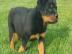 Wundersch�ne Rottweilerwelpen