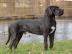 Deutsche Dogge R�DE ZU DECKEN