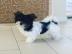 Biewer Terrier Welpen zur Verf?gung