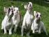 Reinrassige franz�sische Bulldoggen Welp