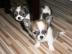 Zwei s��e Chihuahua Welpen