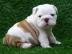Charming English Bull Dog Welpen zu verk