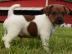 Jack Russell Welpen Reinrassig