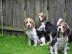 Wundersch�ne typvolle Beaglewelpen suche