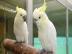 Kakadus / Cockatoos, Whatsapp +49152121