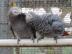 Kongo-Afrikaner Grey Parrots f?r Vogelli
