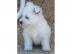 West Highland White Terrier Westie Westi