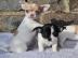 VERSCHENKEN: Drei Chihuahua Welpen