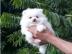 Pomerian Boo Welpen in weiss creme sehr