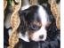 Wir sind Cavalierbabys