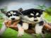S��e Siberian Husky Welpen suchen ein li