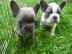 Franz Bulldoggen Welpen mit Papiere choc