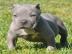 s��e amerikanische pitbull Welpen f�r Ge