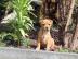 American Staffordshire Terrier Blueline