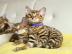 Sch?ne Toyger-K?tzchen