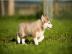 Reinrassige Siberian husky welpen