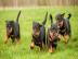 Rottweiler WELPEN WhatsApp (+49 1577 514