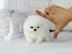 MINI. POMERANIAN ZWERGSPITZ BOO WELPEN ZU