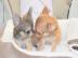 Mini Toy Chihuahua Welpen Langhaar  Zum