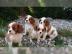 Cavalier-King-Charles Spaniel mit Papier