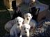 Labrador Welpen in gelb (blond) und schw