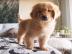 Entz�ckende golden retriever-Welpen f�r