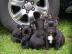 S��e Franz�sisch-Retriever- Mix