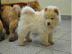 chow chow welpen