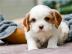 Perfekte Cavalier King Charles Spaniel W
