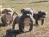 American pitbull terrier Welpen